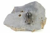 Pelagic Trilobite (Cyclopyge) Fossil - Huge Eyes #316659-5